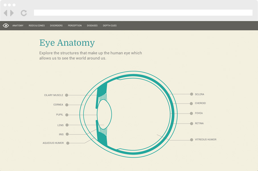 Eye Anatomy